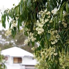 Waterhousia Floribunda (Weeping Lilly Pilly)