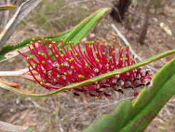 Grevillea aspleniifolia (Fern-leaved Grevillea)
