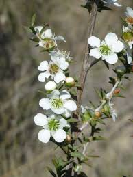Leptospermum Continentale (Prickly Tea Tree)