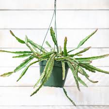 Lepismium Cruciforme (Jungle Cactus)