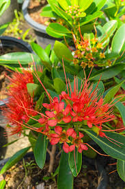 Xanthostemon Chrysanthus ‘Red Tops’ (Golden Penda)