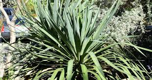 Yucca recurvifolia (Curve-leaf Yucca)