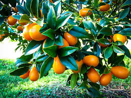 Citrus Japonica ‘Nagami Dwarf’ (Kumquat)