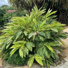 Alpinia Zerumbet (Shell Ginger)