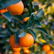 Citrus Sinensis ‘Valencia Seedless’ (Orange) Grafted