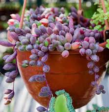 Othonna Capensis ‘Ruby Necklace’ (Ruby Necklace Plant)