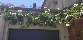 Pandorea Jasminoides ‘Alba’ (Bower Vine)