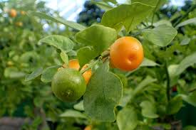 Citrus X Microcarpa (Calamansi)
