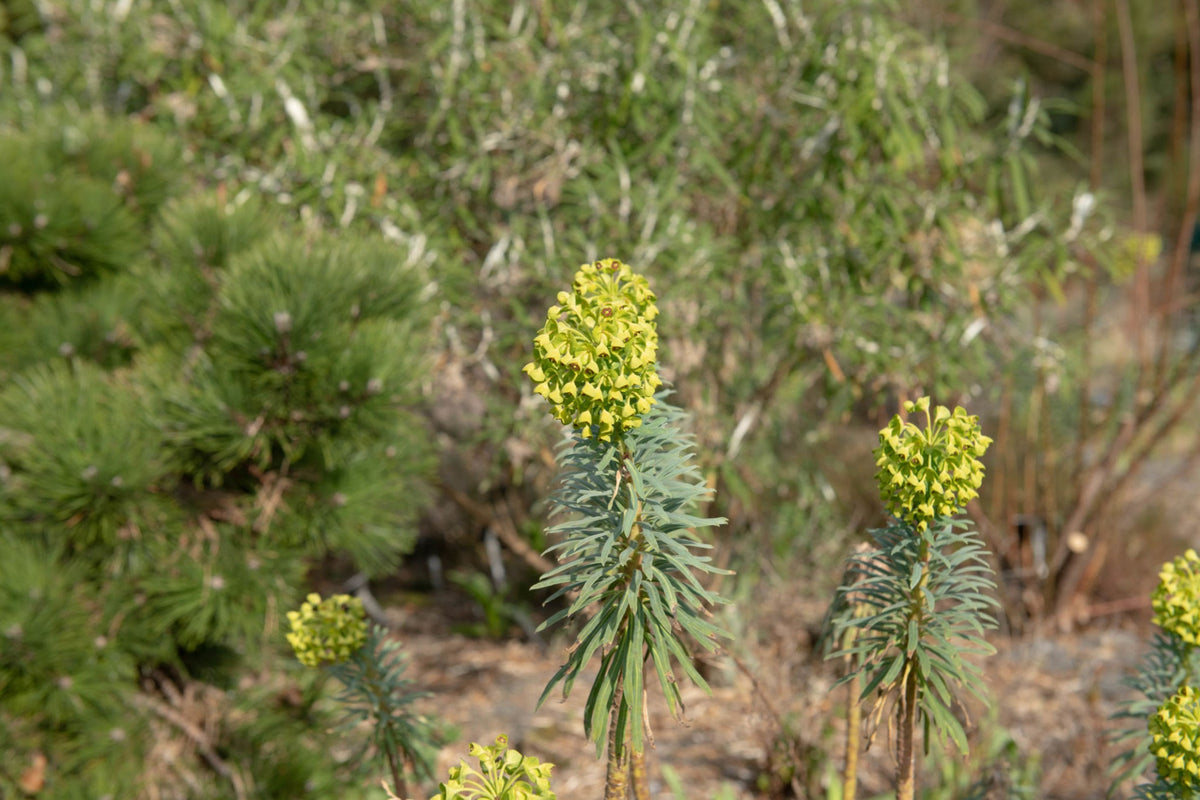Euphorbia characias subsp. wulfenii (Mediterranean Spurge)