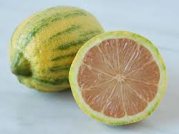 Citrus Limon ‘Pinky’ (Lemon)