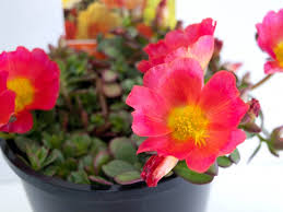 Portulaca Sun Jewels (Portulaca)