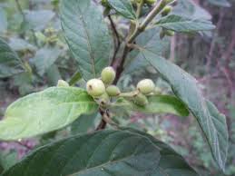 Psychotria loniceroides (Hairy Psychotria)