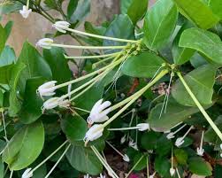 Posoqueria Longiflora (Posoqueria)