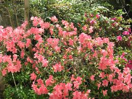 Azalea 'Splendens'