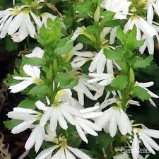 Scaevola albida (Fan Flower) – White Carpet