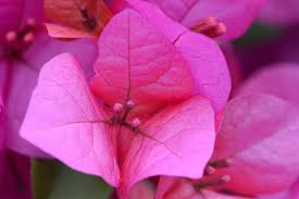 Bougainvillea Glabra ‘Pagoda Pink’ (Bougainvillea)