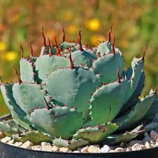 Agave Potatorum (Butterfly Agave)