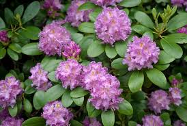 Rhododendron Elegans (Rhododendron)