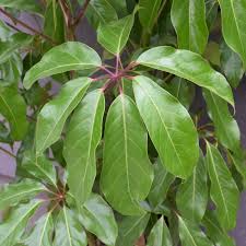 Schefflera actinophylla ‘Amate’ (Umbrella Tree)