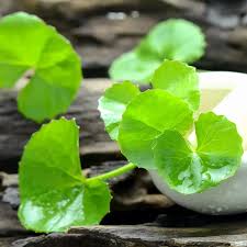 Centella asiatica (Arthritis Herb Pennywort)