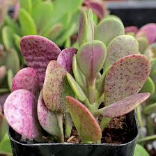 Senecio Jacobsenii (Weeping Jade)