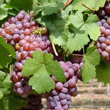 Vitis Vinifera (Grape Vine)