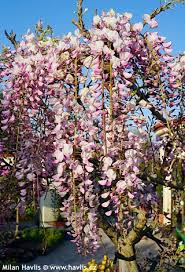 Wisteria Floribunda ‘Kuchi-Beni’ (Japanese Wisteria)