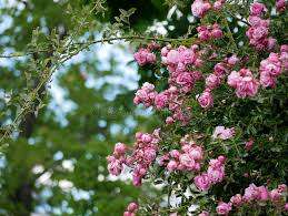 Rosa ‘Pink Cascade’ (Pink Cascade Climbing Rose)