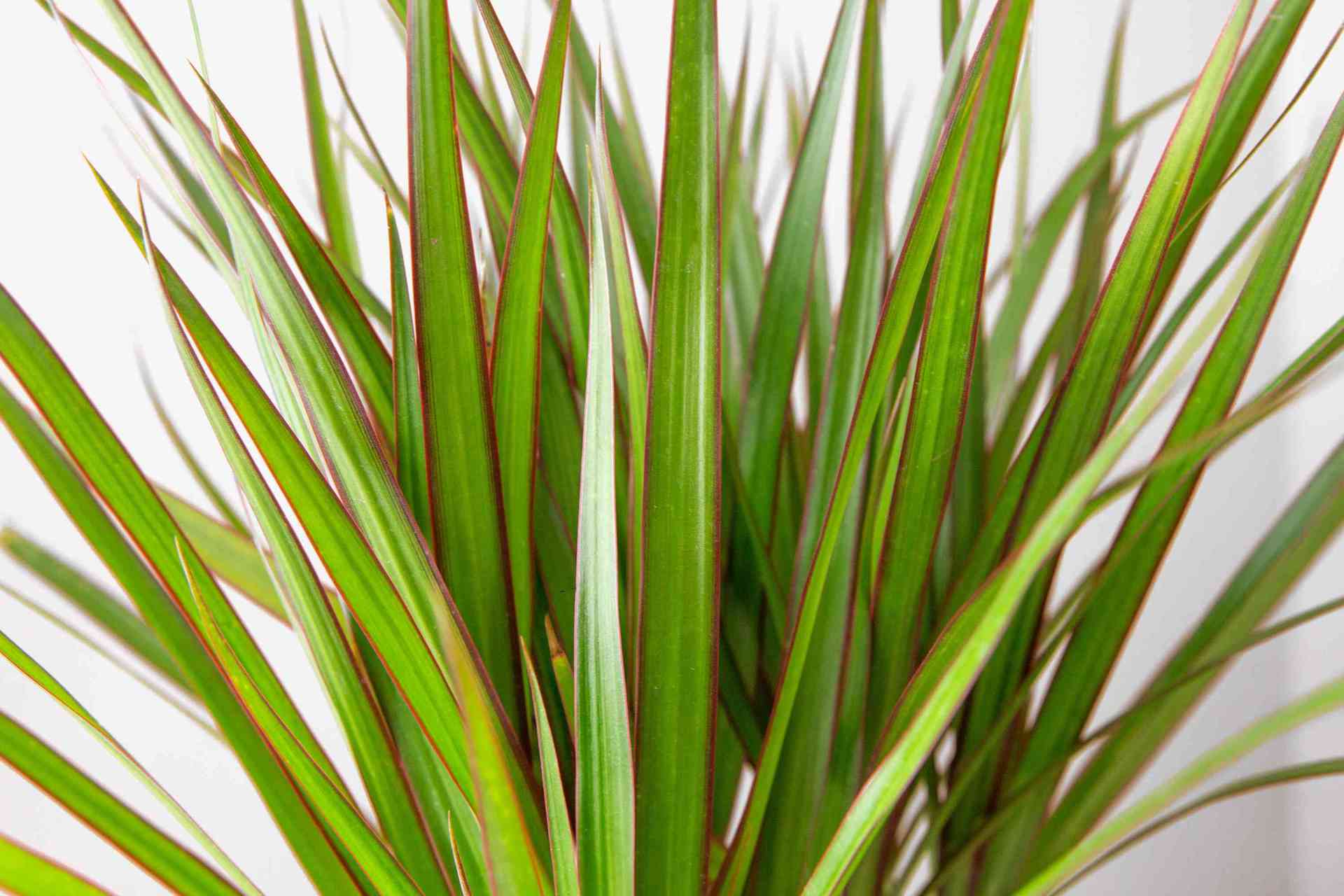 straight margined dracaena Dragon Tree – Elegant Evergreen with Red-Margined Leaves – Nursery Warehouse PTY LTD