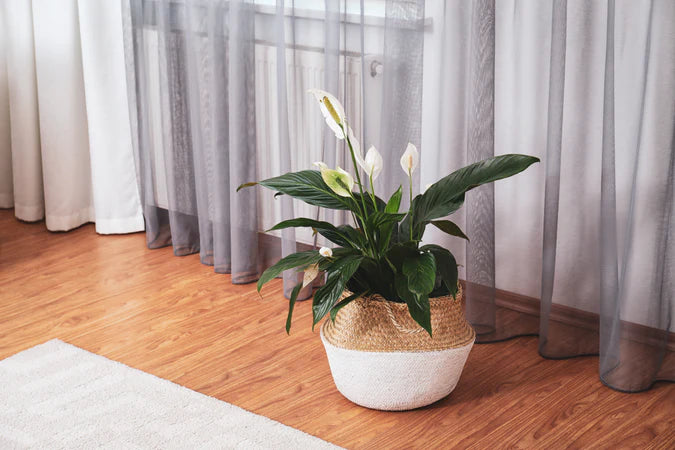 Spathiphyllum (Peace Lily) leaves and white flowers in full bloom. in a rattan pot