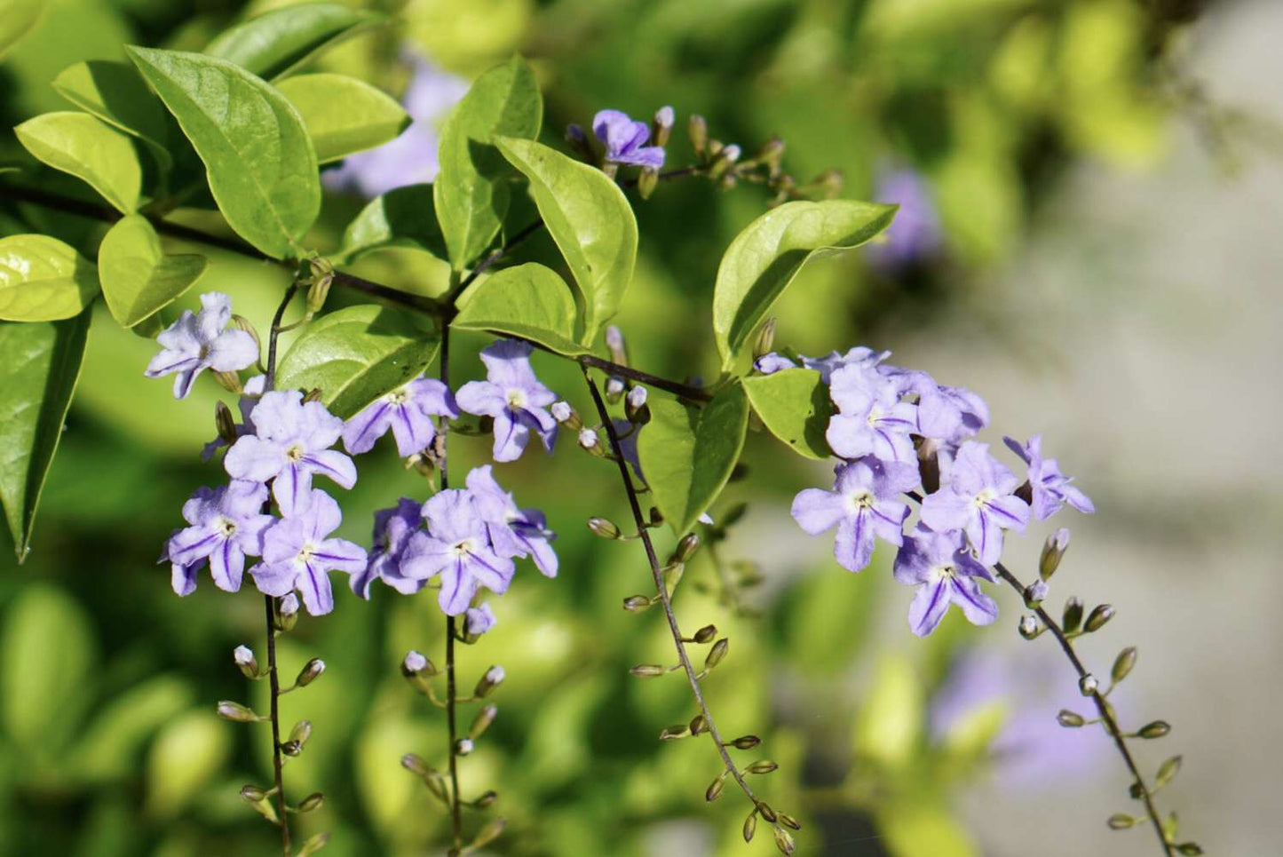 Duranta Erecta ‘Sheena’s Gold’