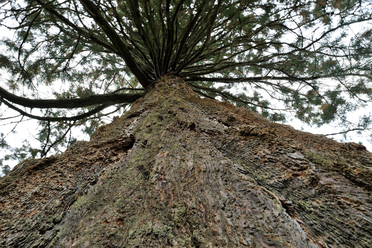 Sequoiadendron Giganteum (Giant Sequoia)