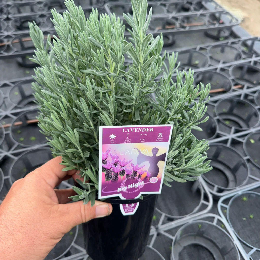 Lavandula Pedunculata 'LaDiva Papillon Big Night' (French Lavender)