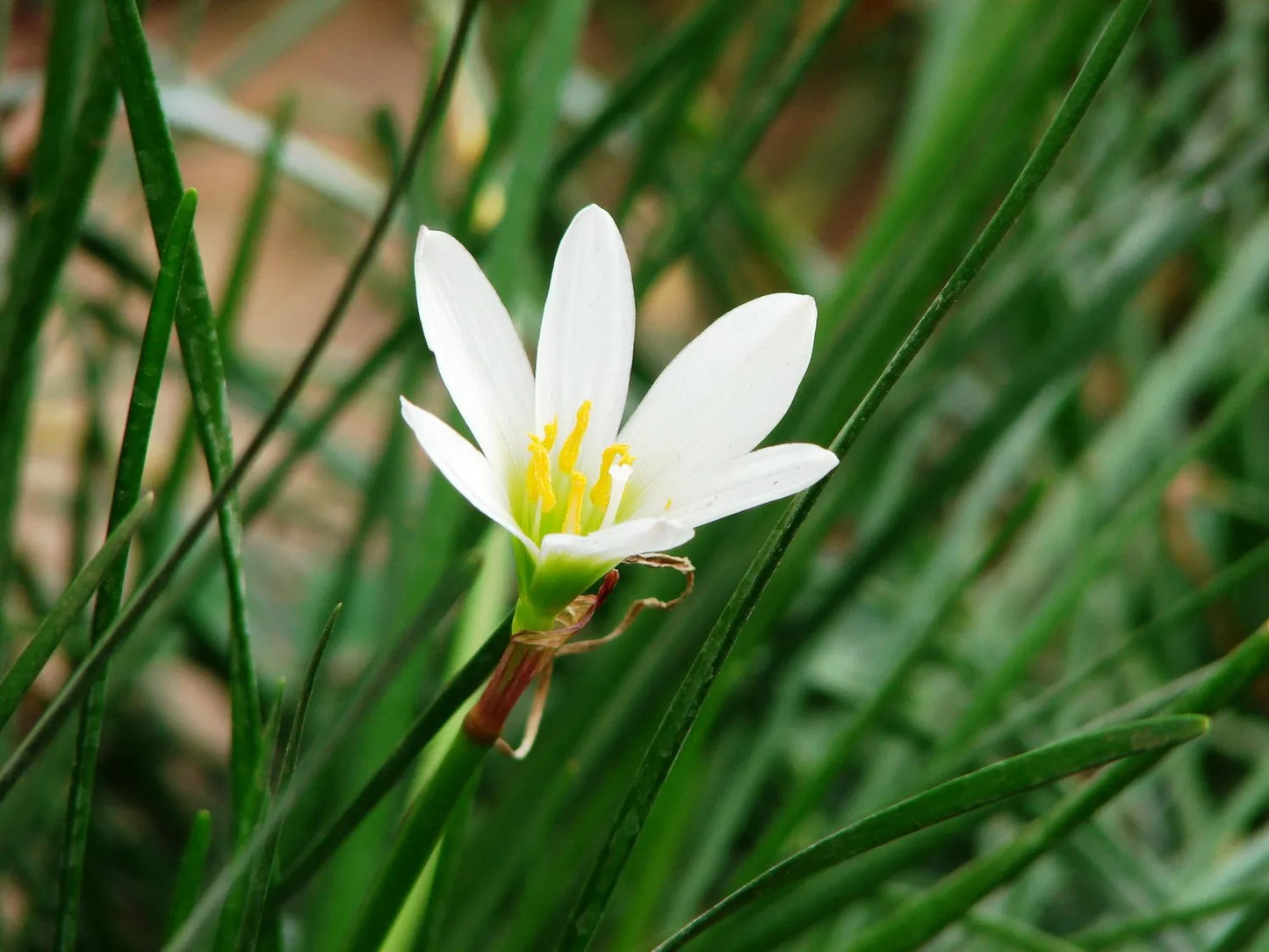 Zephyranthes candida ‘Autumn Snowflakes’ – Autumn Zephyrlily