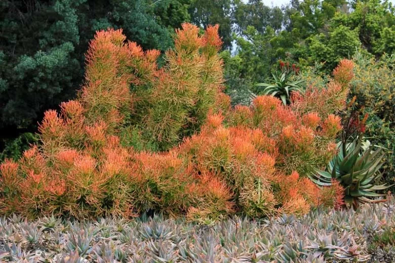 Euphorbia Tirucalli (Sticks-On-Fire | Firesticks)