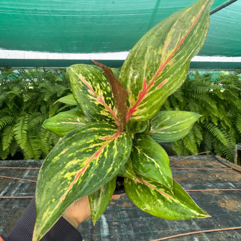 Aglaonema ‘Ammaj Jareon’ (Chinese Evergreen)