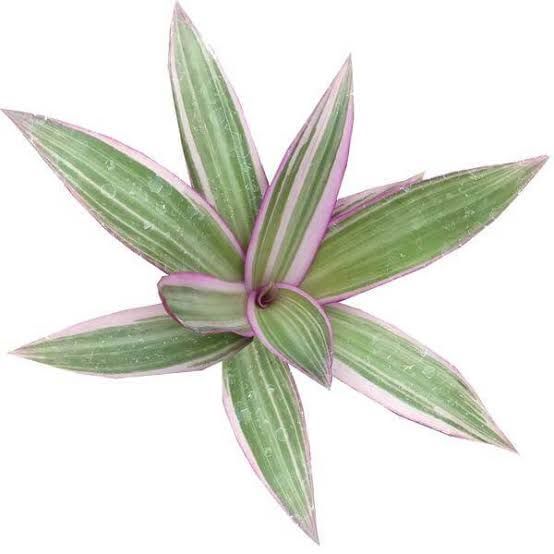Tradescantia spathacea ‘Stripe Me Pink’ (Variegated Rhoeo)