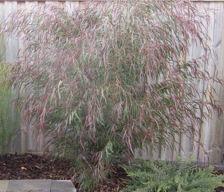 Agonis Flexuosa ‘Burgundy’ (Burgundy Weeping Peppermint)