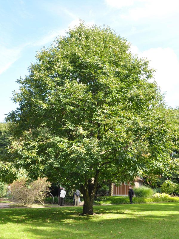 Castanea Sativa ‘De Coppi Marone’ (De Coppi Marone Chestnut)