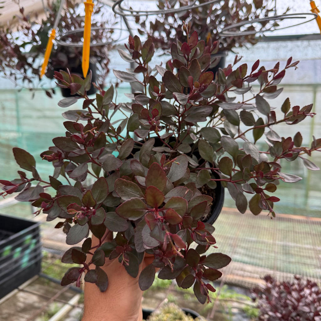 Kalanchoe 'Freedom Bells' (Freedom Bells Kalanchoe)