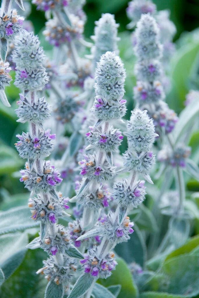 Stachys Byzantina 'Big Ears' (Big Ears Lamb's Ear)