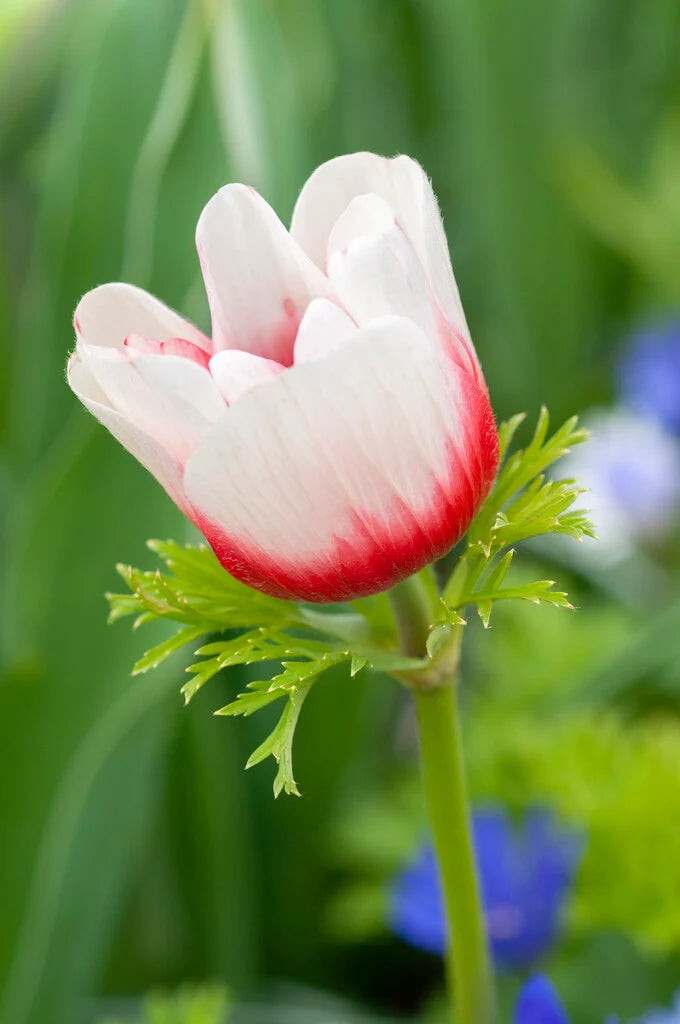 Anemone ‘Bi-Colour’ (Bi-Colour Anemone)