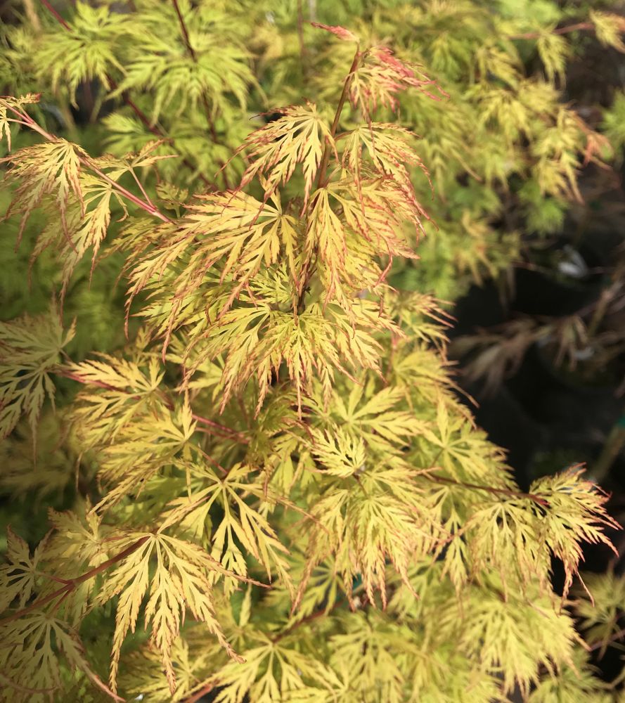 Acer Palmatum Dissectum 'Emerald Lace' planted in a shaded garden, displaying its weeping branches and lush green foliage.