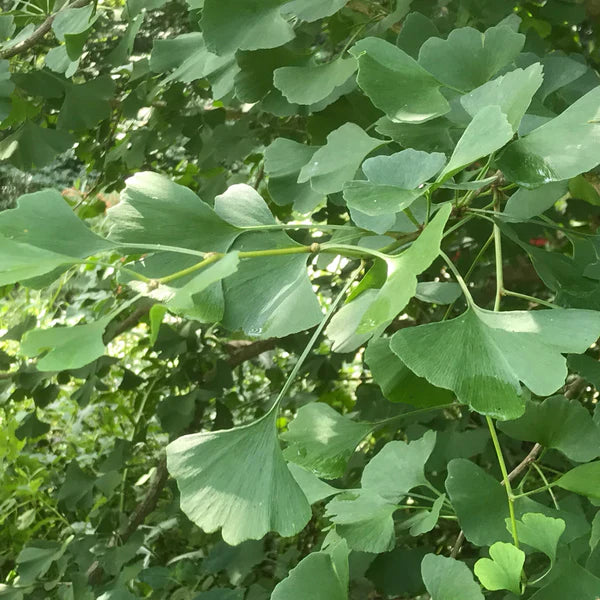 Ginkgo biloba (Male Ginkgo)