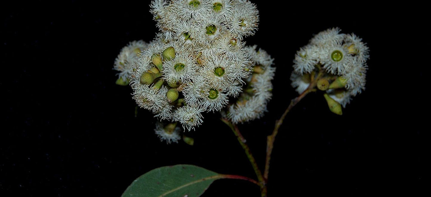 Eucalyptus Paniculata (Grey Ironbark)