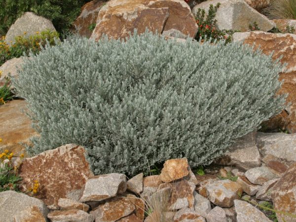 Eremophila glabra ‘Silver Ball’ (Silver Emu Bush)