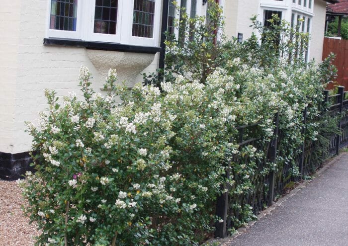 Escallonia Iveyi (Ivory Escallonia)