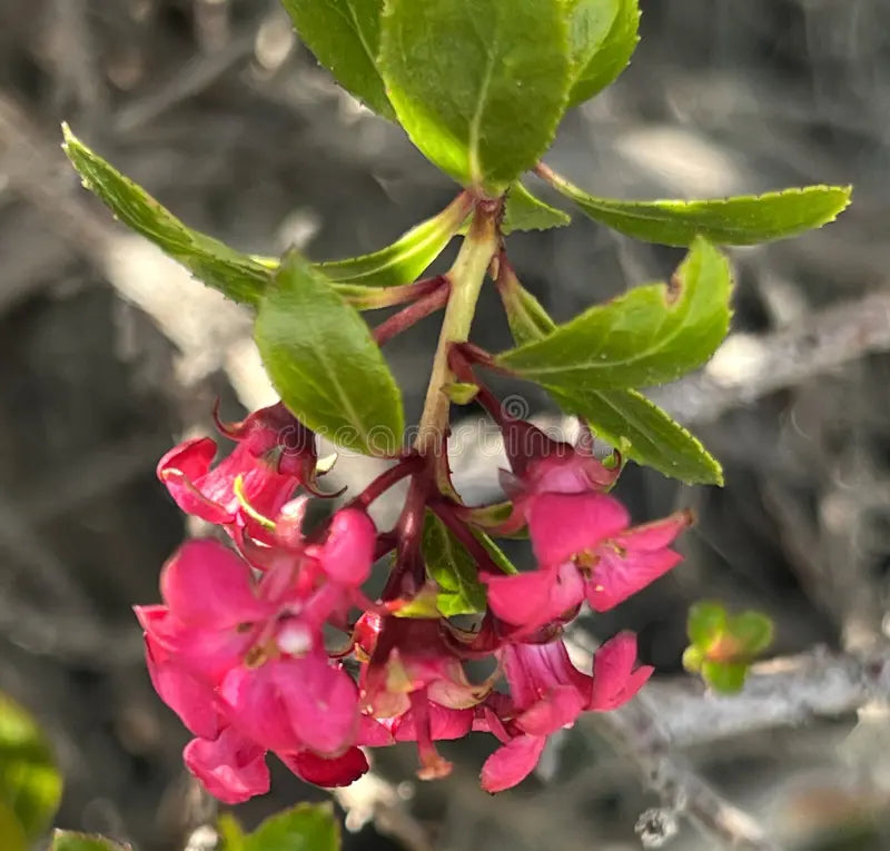 Escallonia Macrantha ‘Dwarf Rubra’ (Dwarf Red Escallonia)