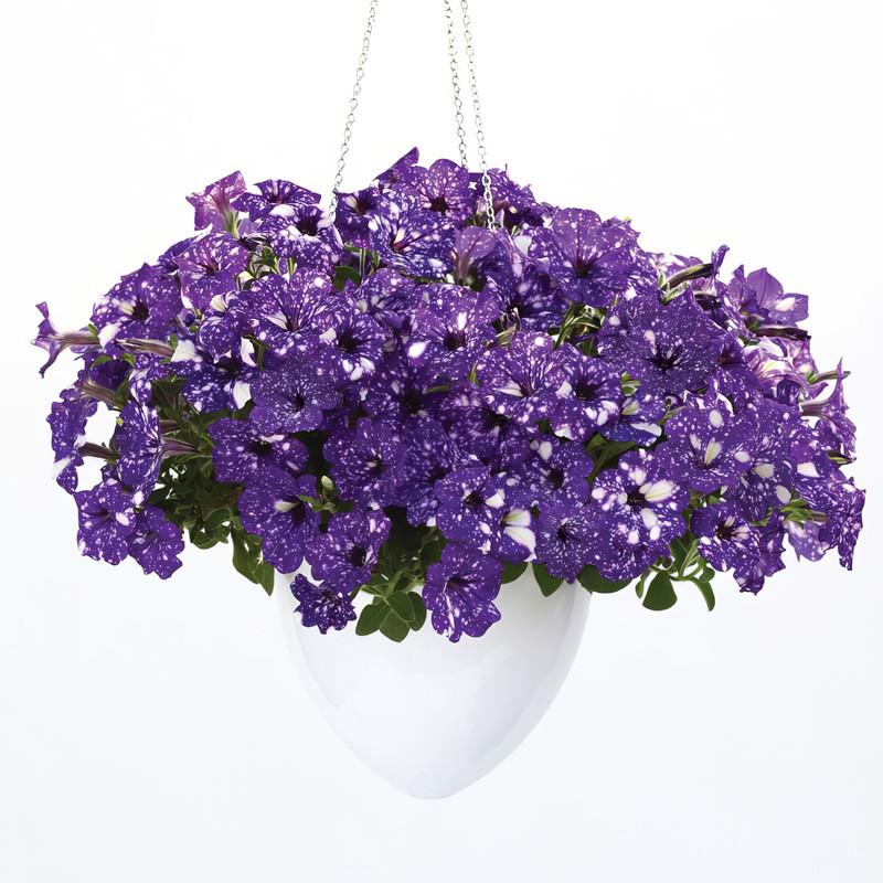 Petunia × atkinsiana ‘Night Sky’ (Petunia Night Sky Purple Speckled White)