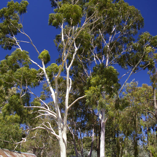 Corymbia citriodora (Lemon-Scented Gum)